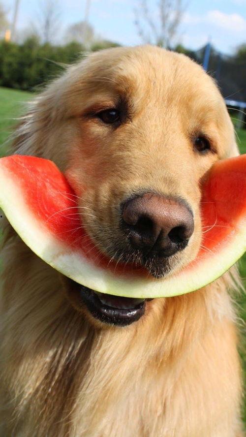 娱乐吃瓜酱搬家带狗,娱乐吃瓜酱携爱犬开启温馨搬家之旅